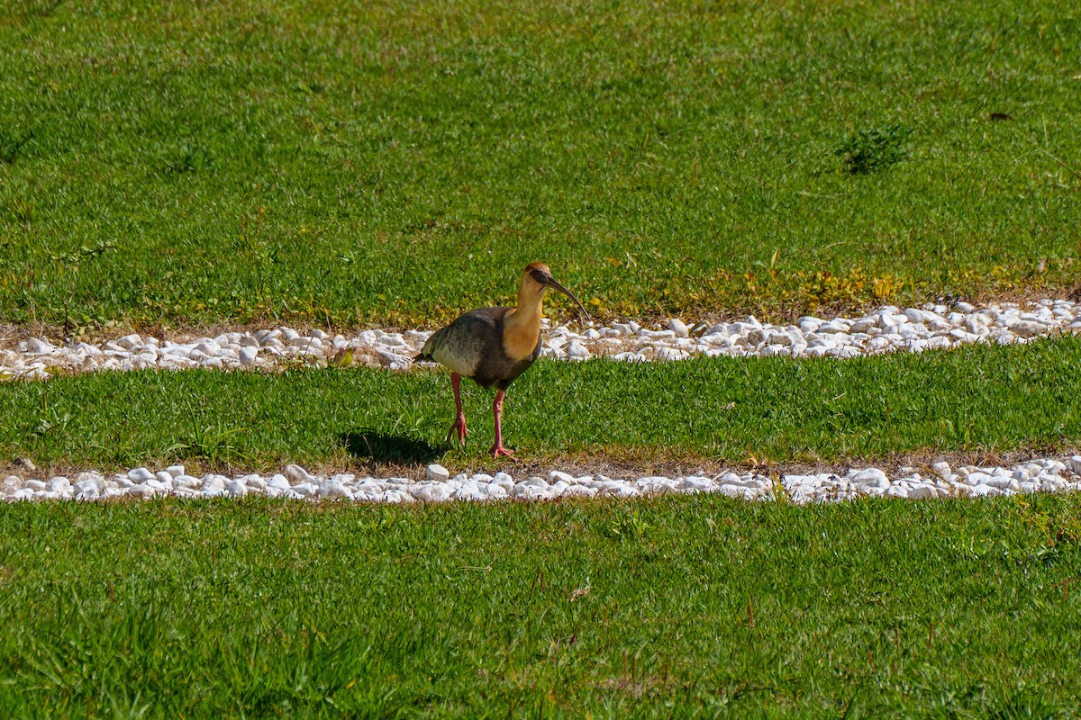 Buff-necked Ibis - Aldrey Cruz