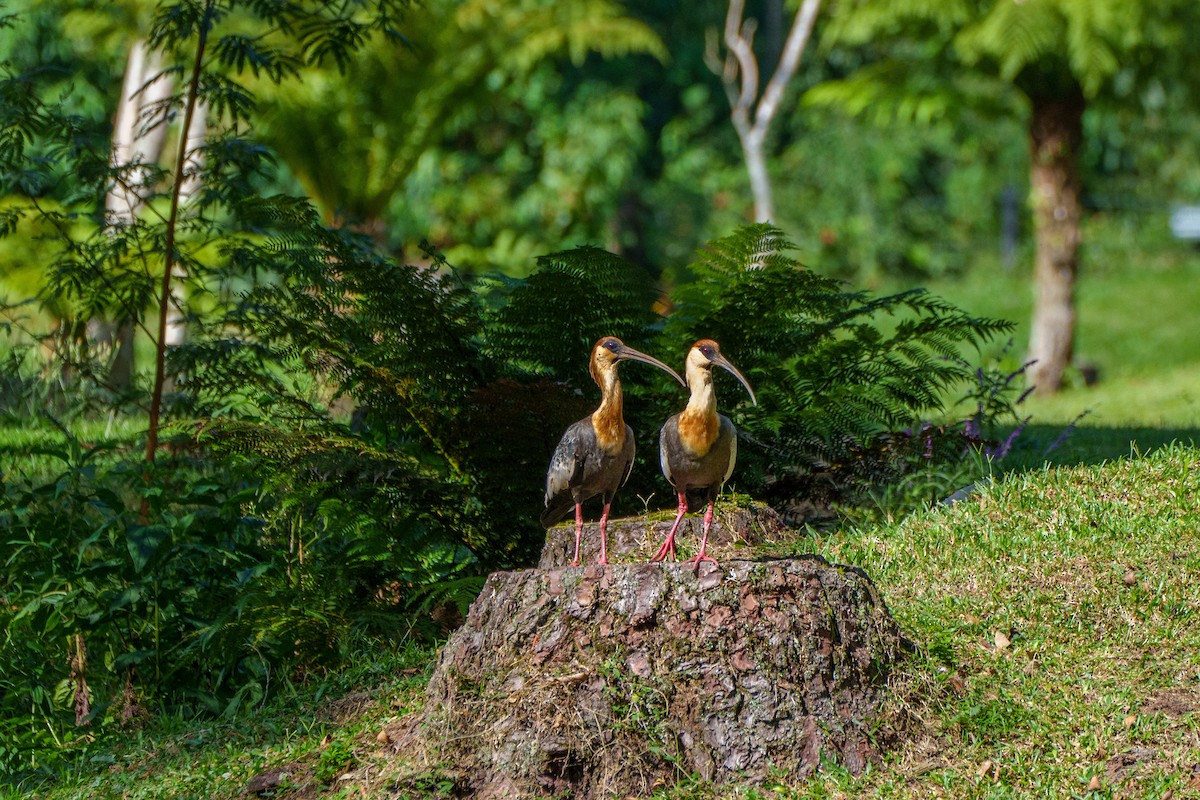 Buff-necked Ibis - Aldrey Cruz