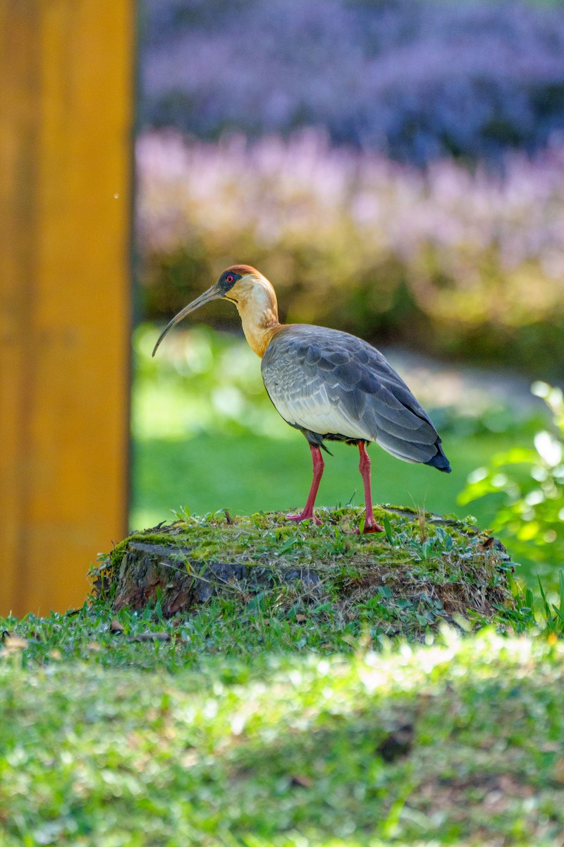 Buff-necked Ibis - ML619415559