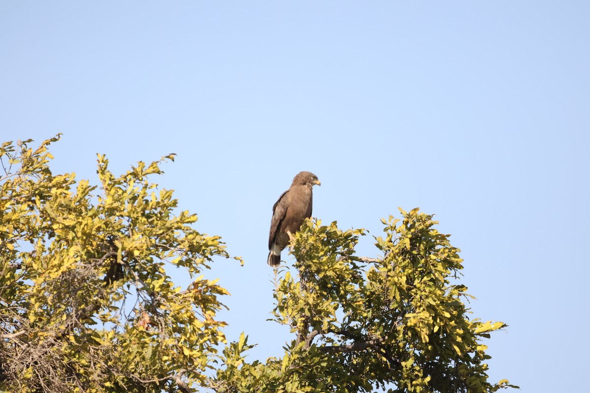 Banded Snake-Eagle - ML619415563