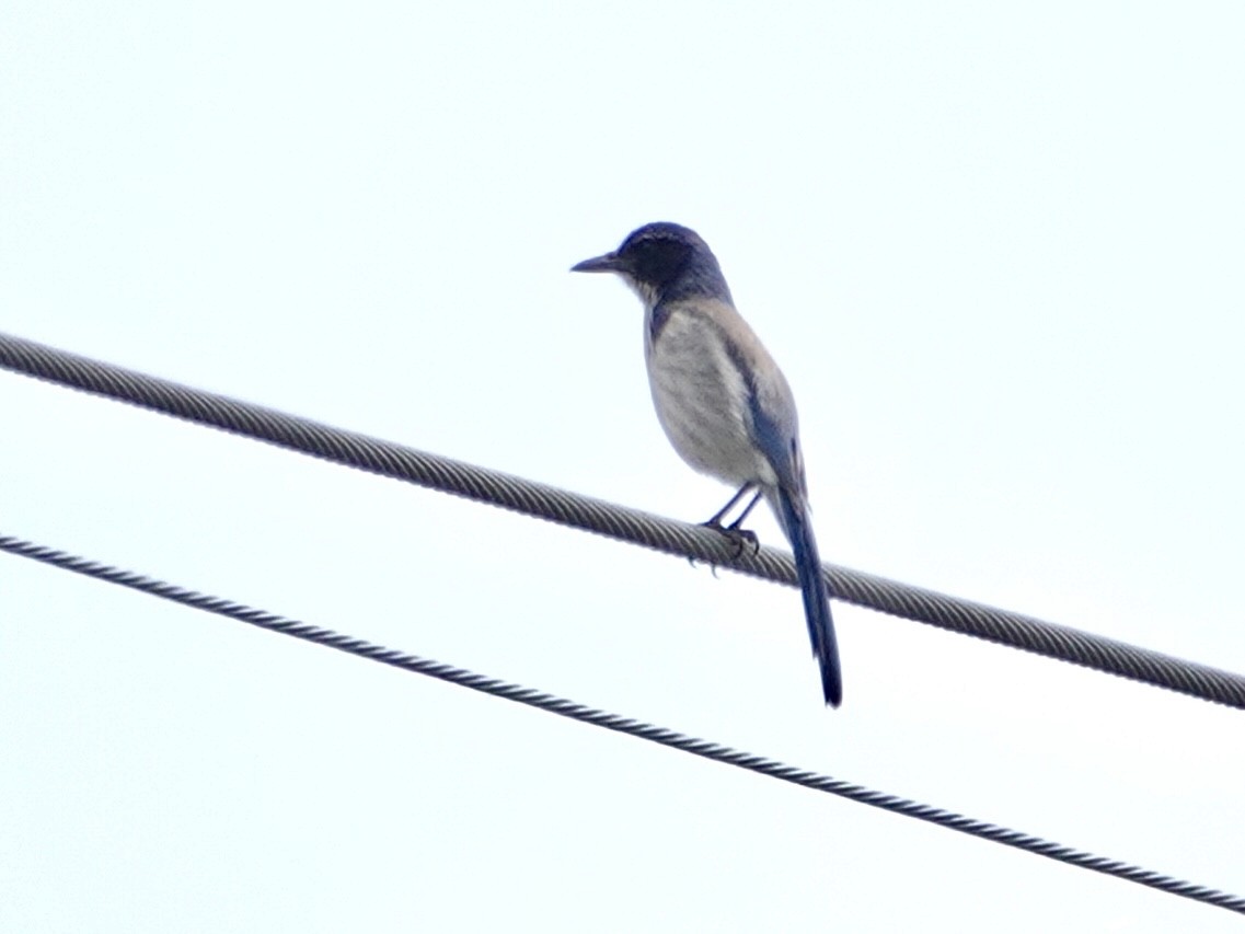 California Scrub-Jay - Brian Daniels