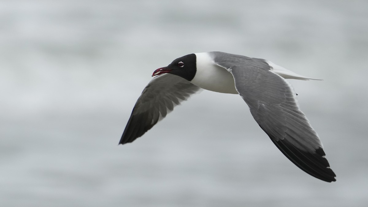 Laughing Gull - Sunil Thirkannad