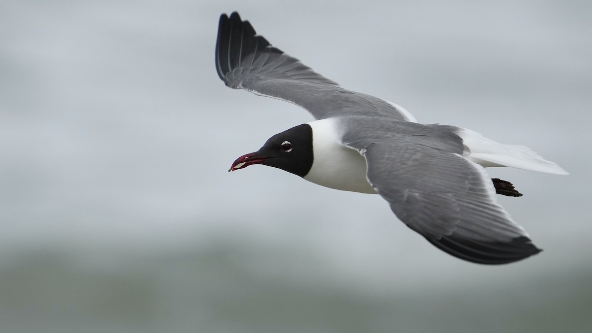 Laughing Gull - Sunil Thirkannad