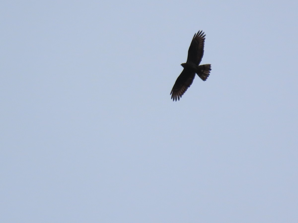 European Honey-buzzard - Clemente Álvarez Usategui