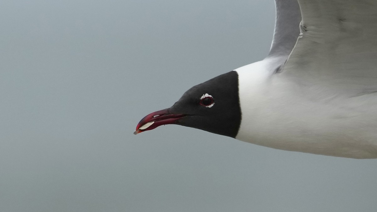 Laughing Gull - Sunil Thirkannad