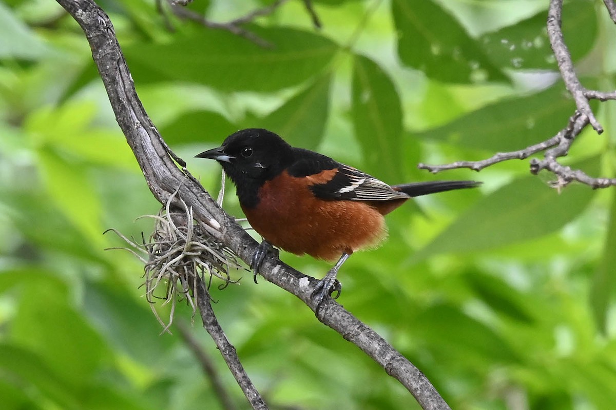 Orchard Oriole - Marla Hibbitts