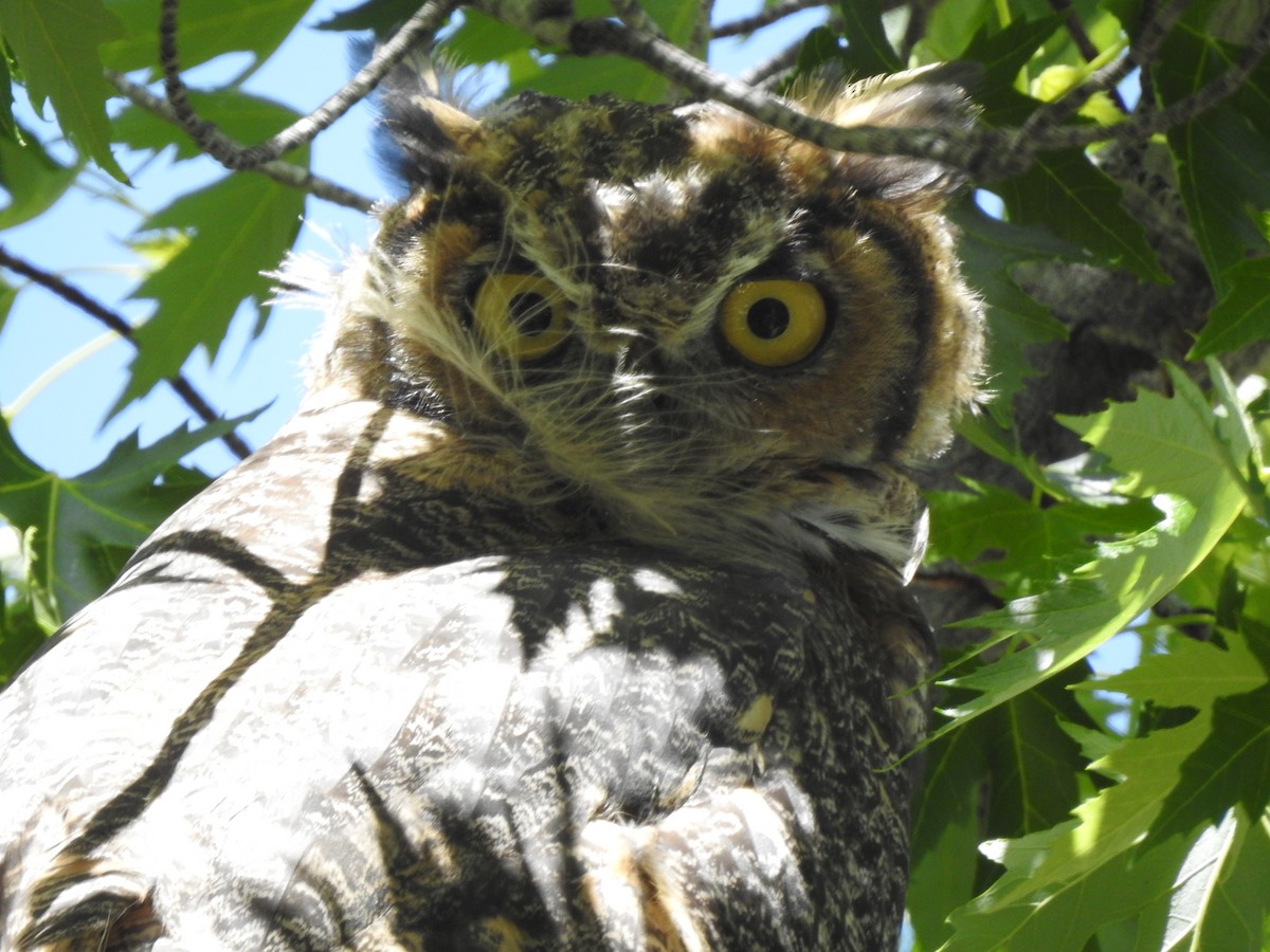 Great Horned Owl - ML619415588