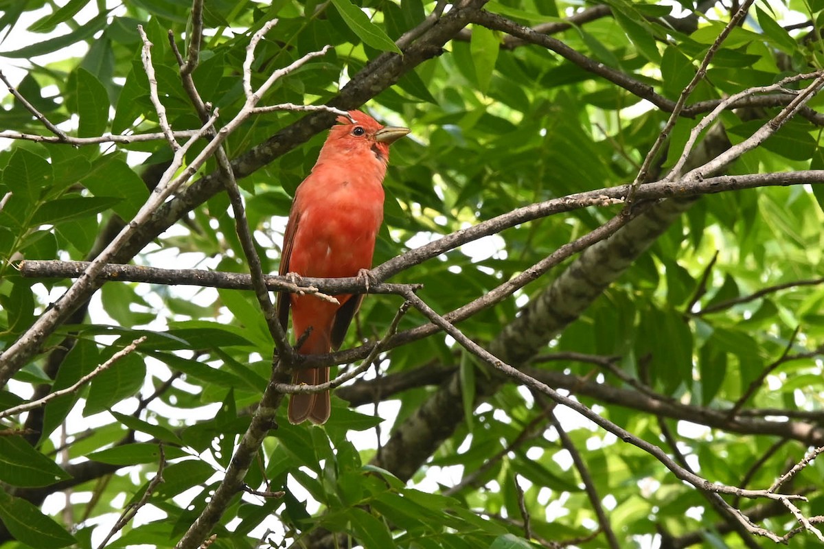 Summer Tanager - Marla Hibbitts