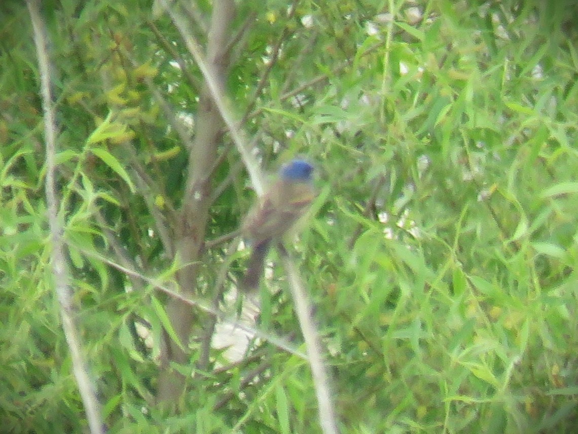 Blue Grosbeak - Michael Long