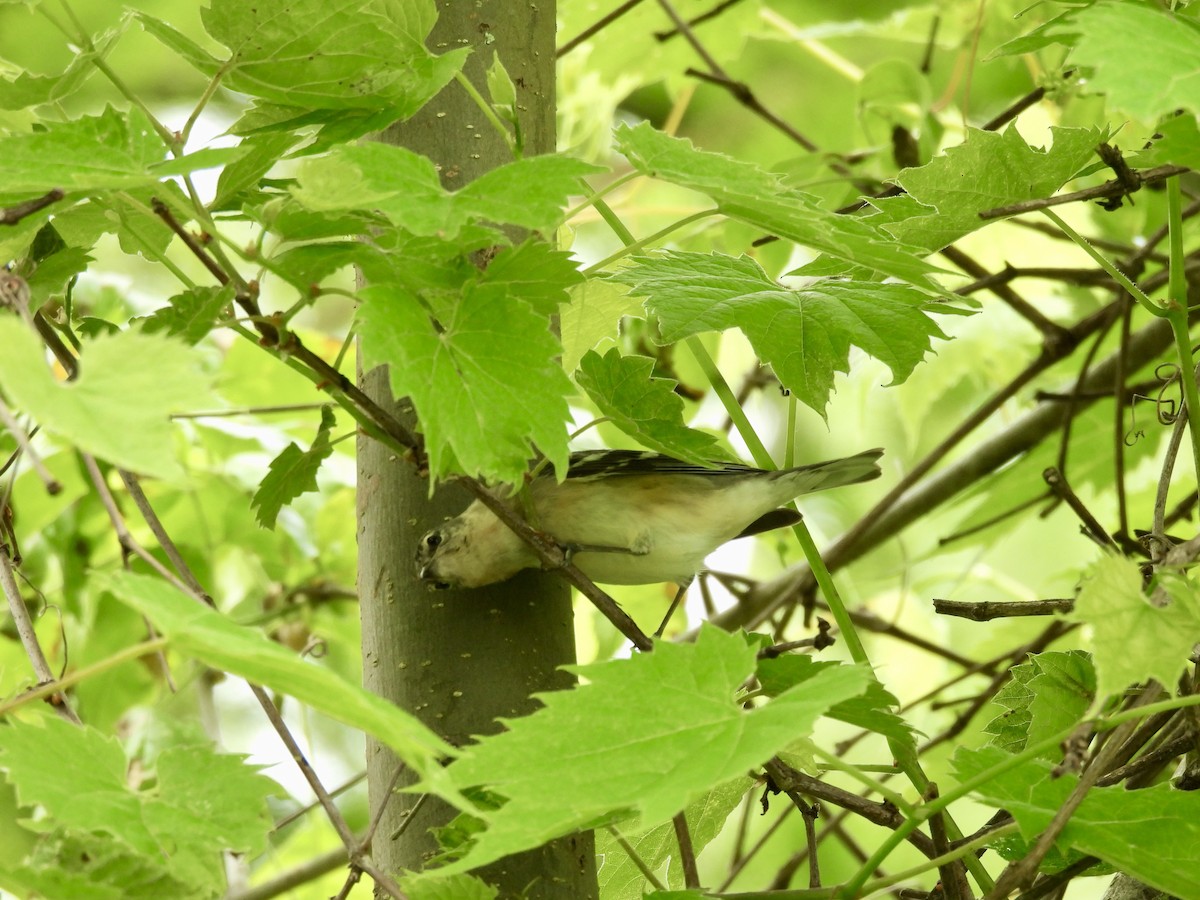 Bay-breasted Warbler - Kathy Rigling