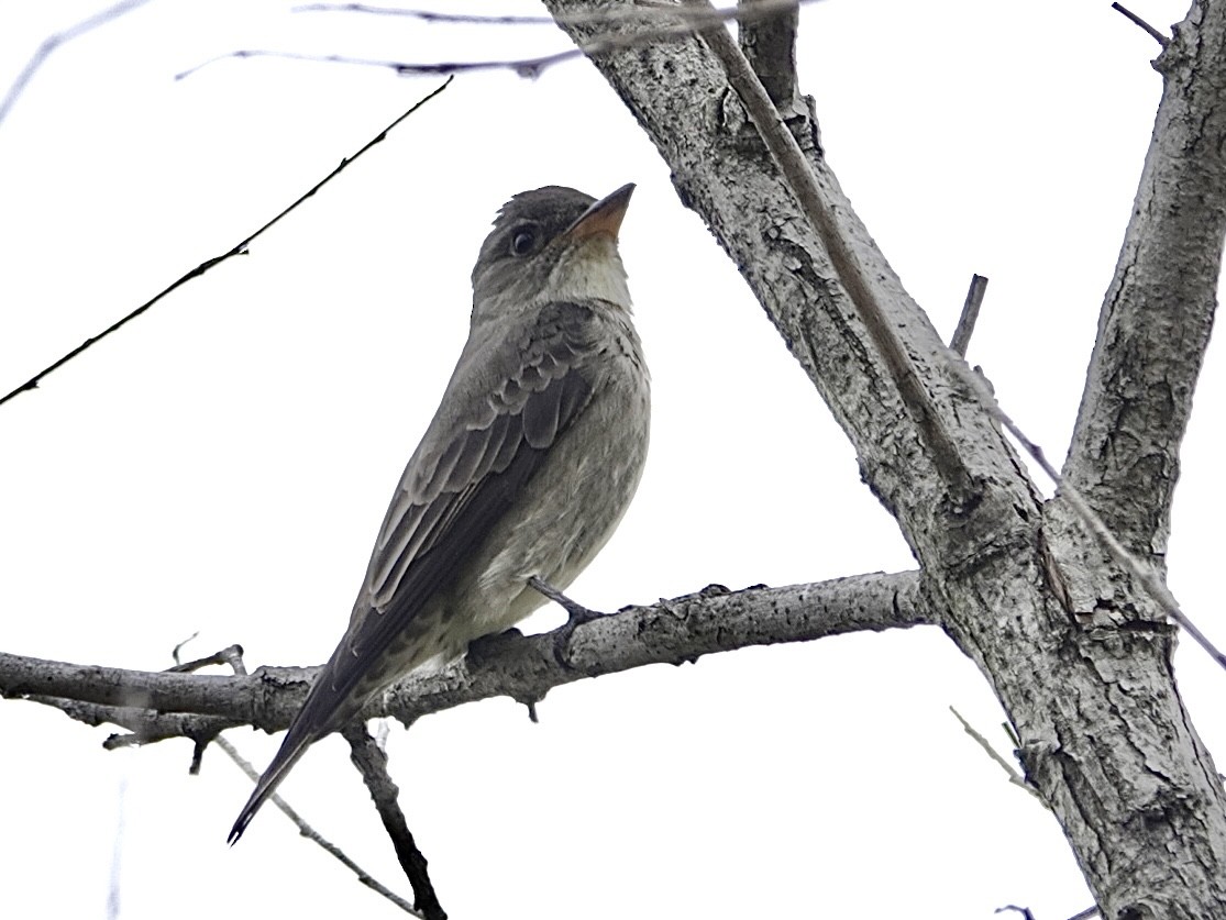 Olive-sided Flycatcher - Brian Daniels