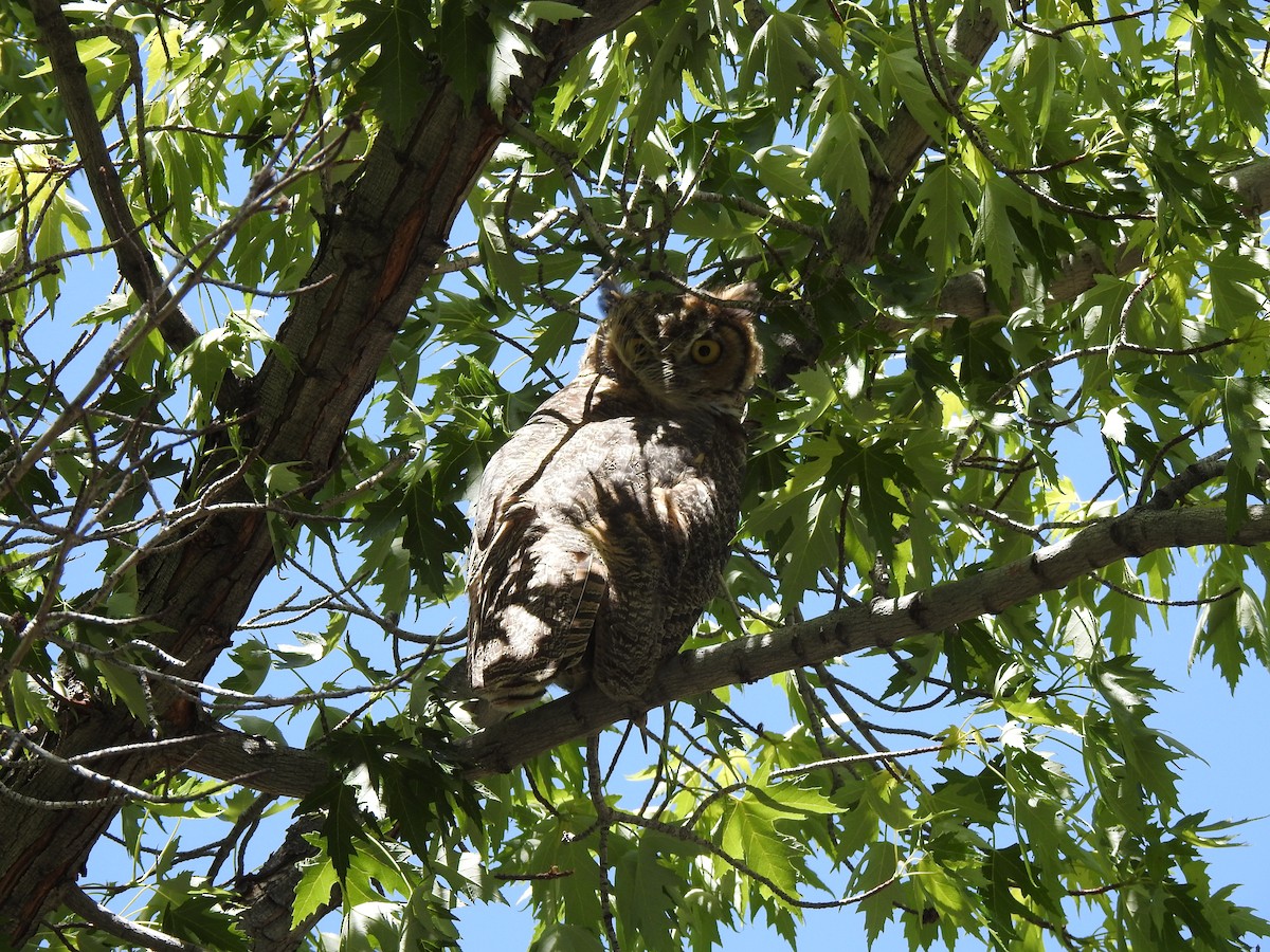 Great Horned Owl - ML619415596