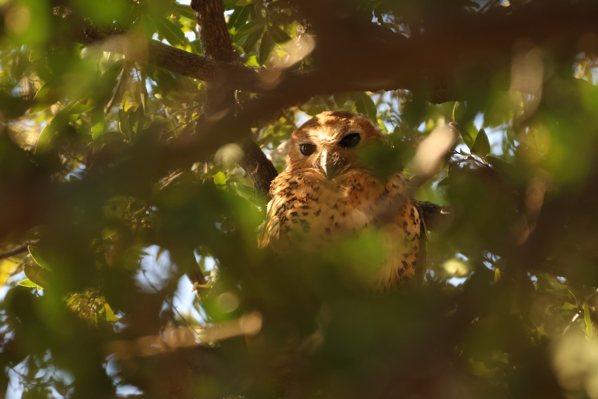 Pel's Fishing-Owl - Ada Alden