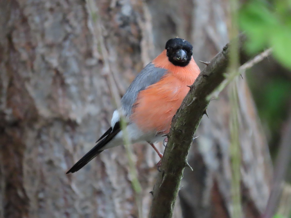 Eurasian Bullfinch - Clemente Álvarez Usategui