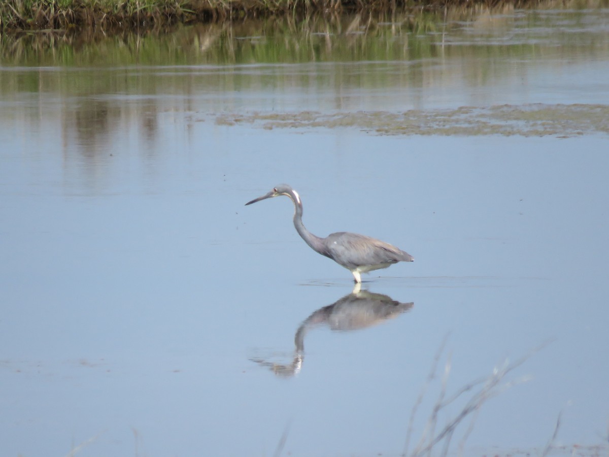 Tricolored Heron - ML619415611