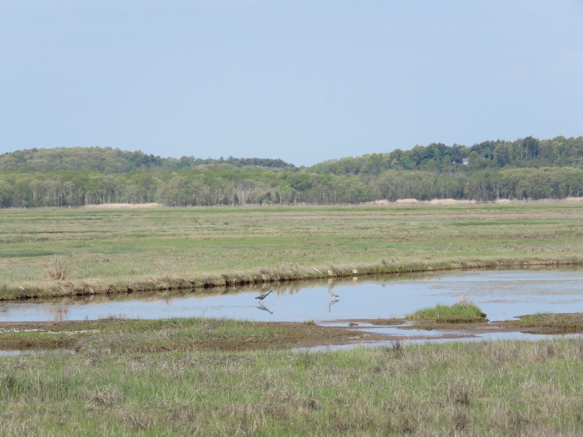 Tricolored Heron - ML619415612