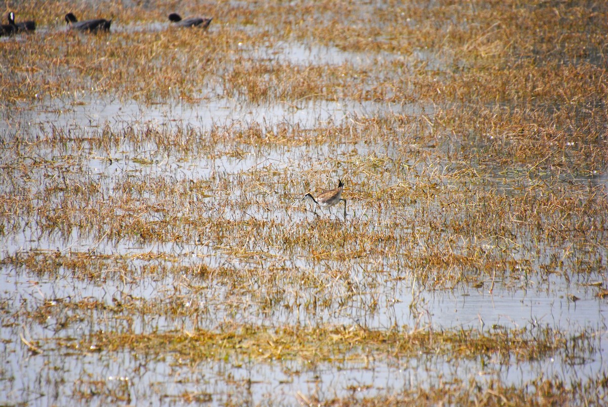 Pheasant-tailed Jacana - Alyssa DeRubeis