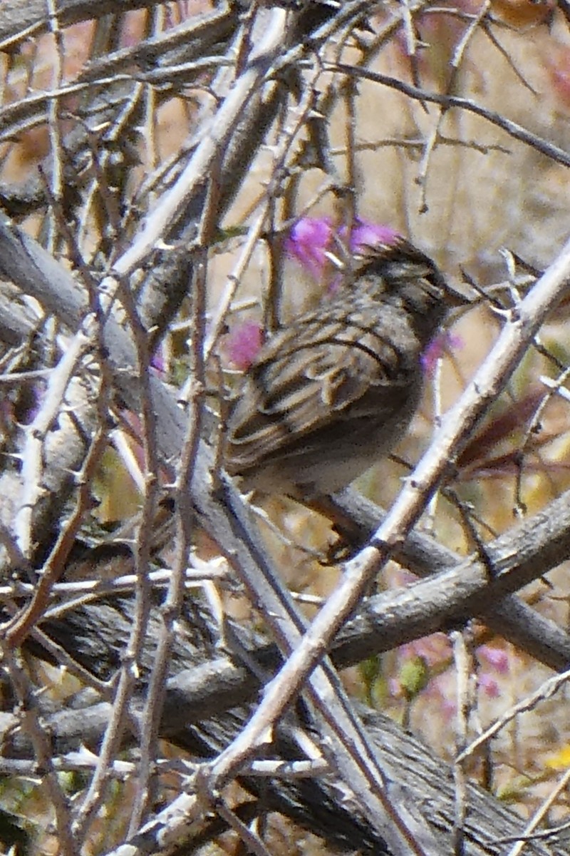 Brewer's Sparrow - K K