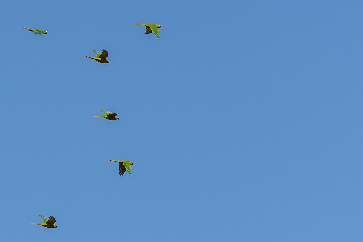 Maroon-bellied Parakeet - Aldrey Cruz