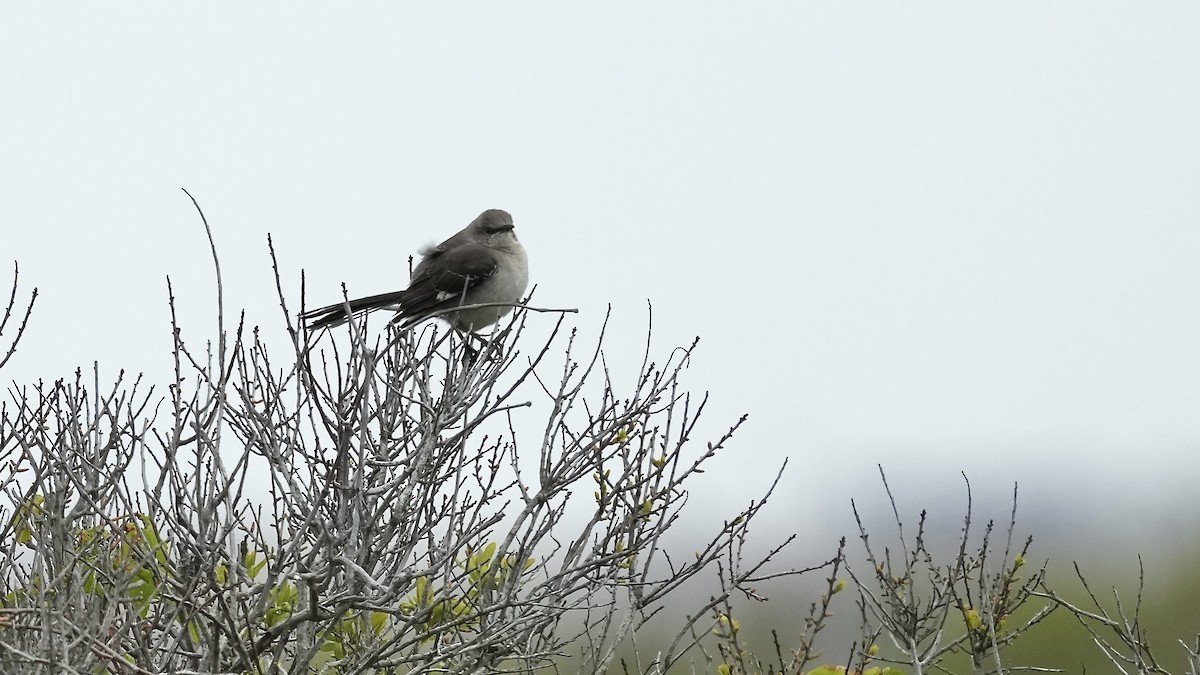 Northern Mockingbird - Sunil Thirkannad