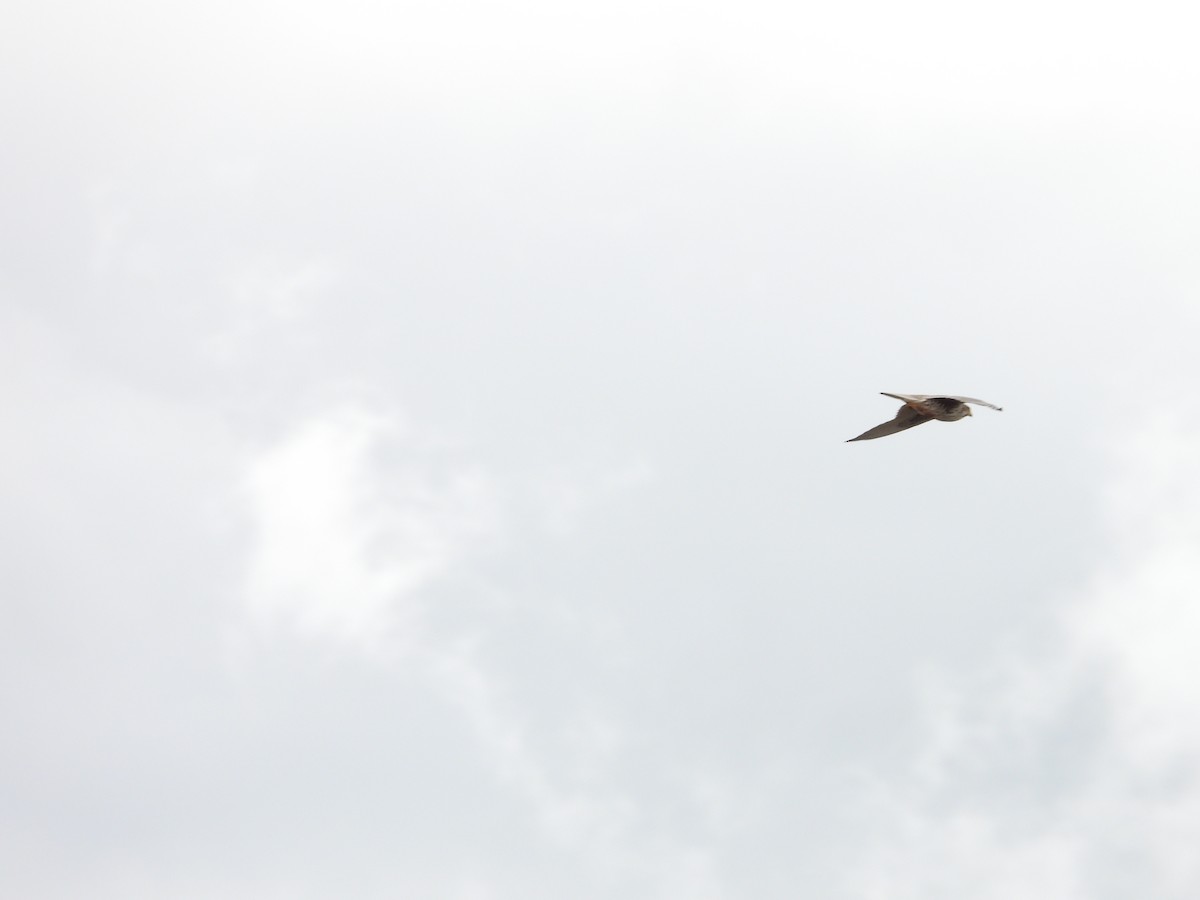 Prairie Falcon - ML619415640