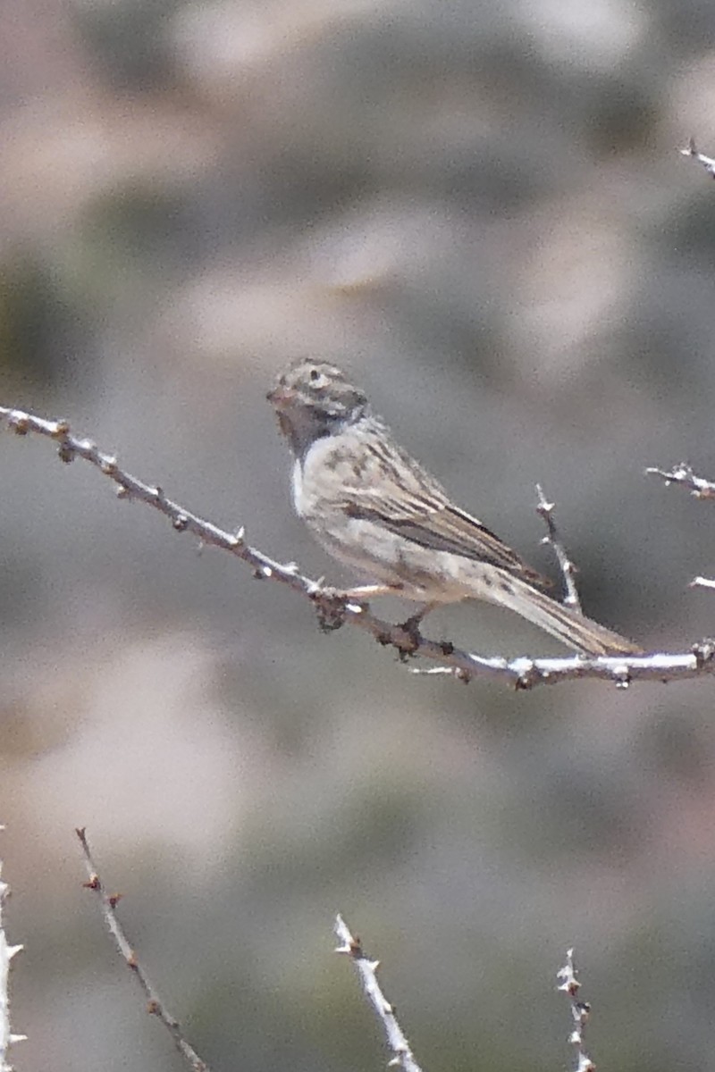 Brewer's Sparrow - K K