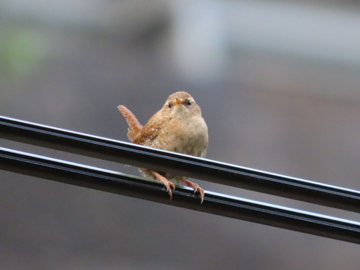 Eurasian Wren - Clemente Álvarez Usategui