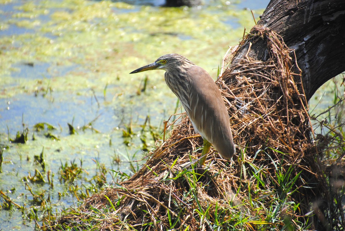 Indian Pond-Heron - Alyssa DeRubeis