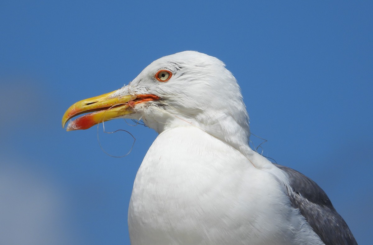 Yellow-legged Gull - Antonio-Román Muñoz