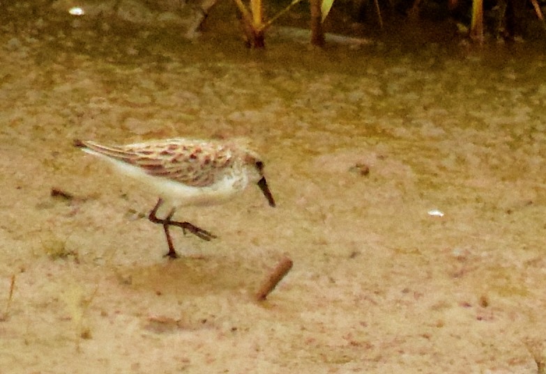 Semipalmated Sandpiper - Adeline Louie