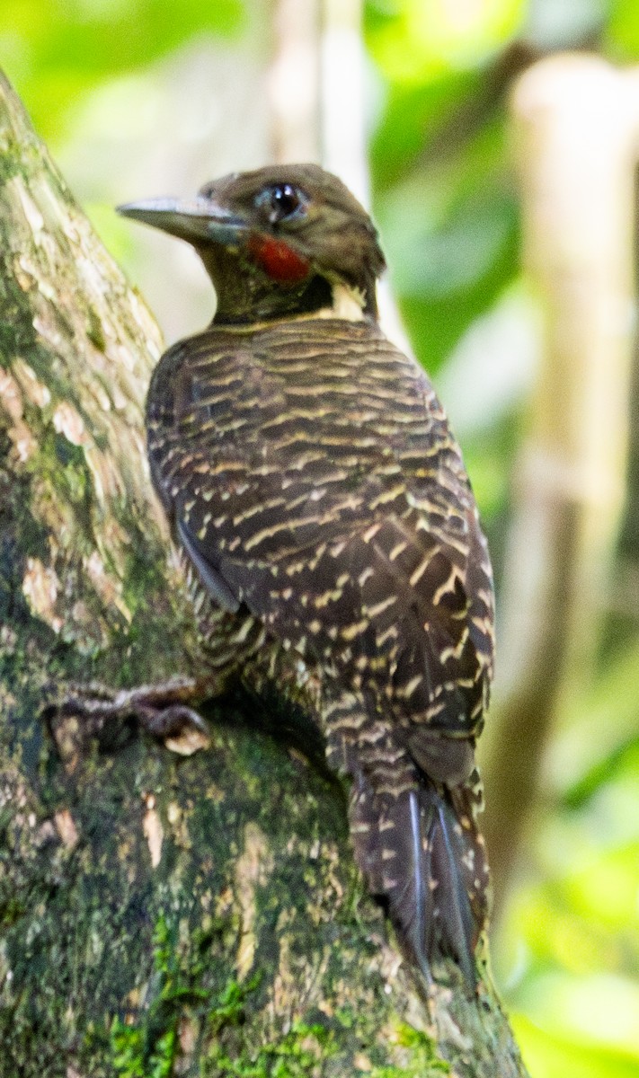 Buff-necked Woodpecker - Soo sing Loke