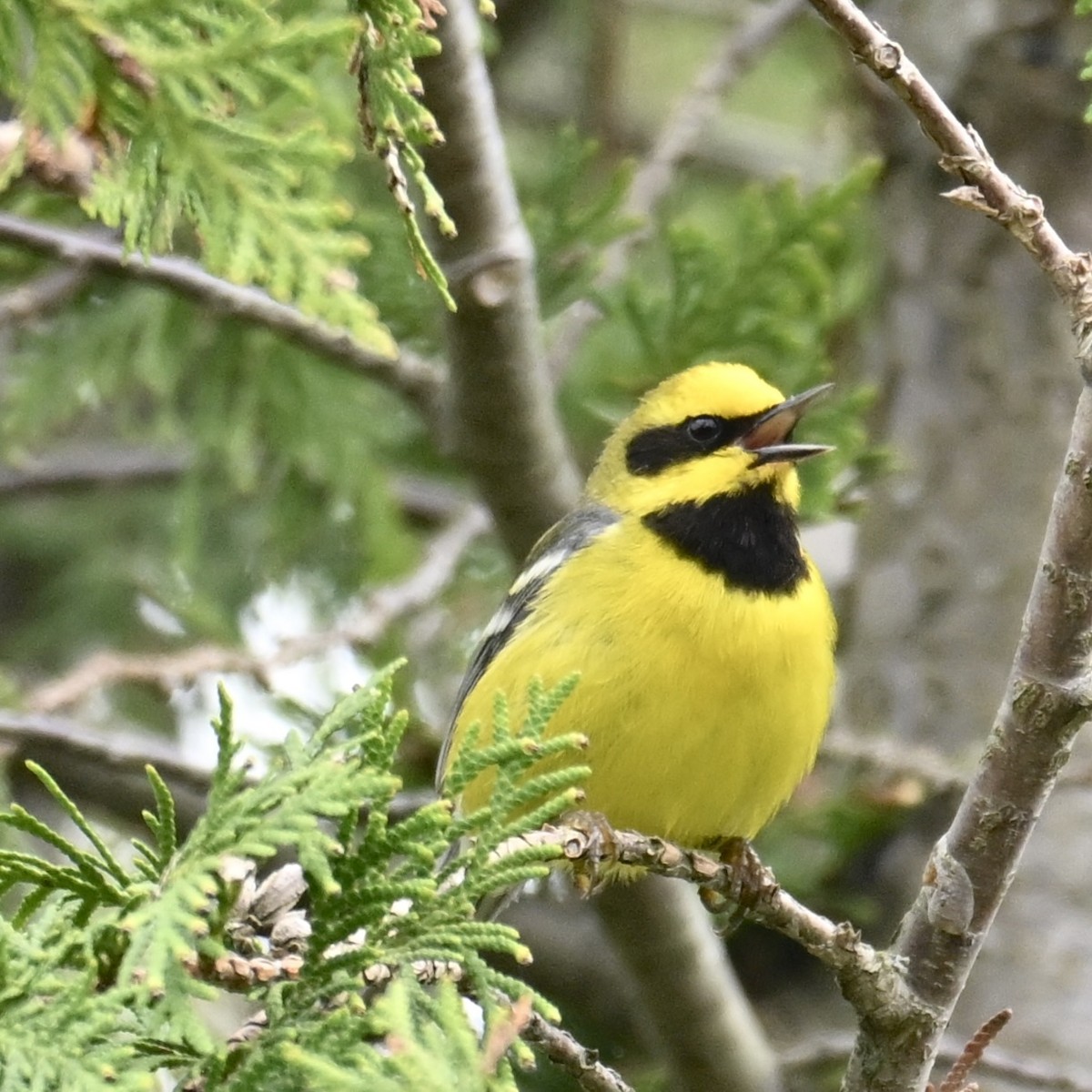 gullvingeparula x blåvingeparula (F2 backcross) - ML619415676