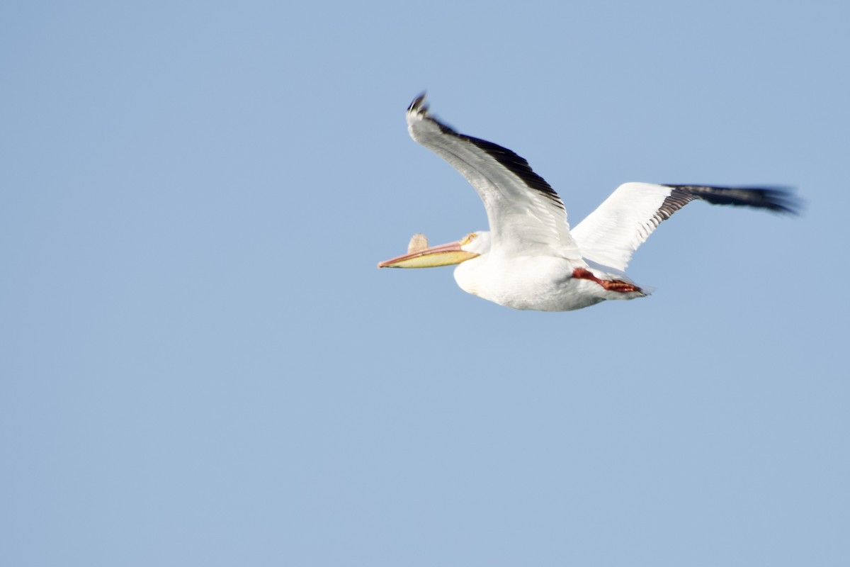 American White Pelican - Jerry Horak