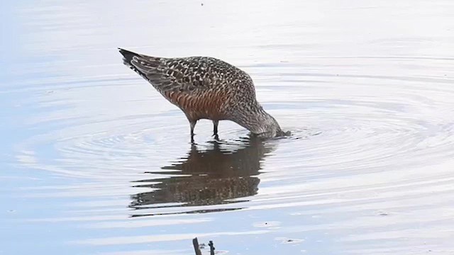 Hudsonian Godwit - ML619415692