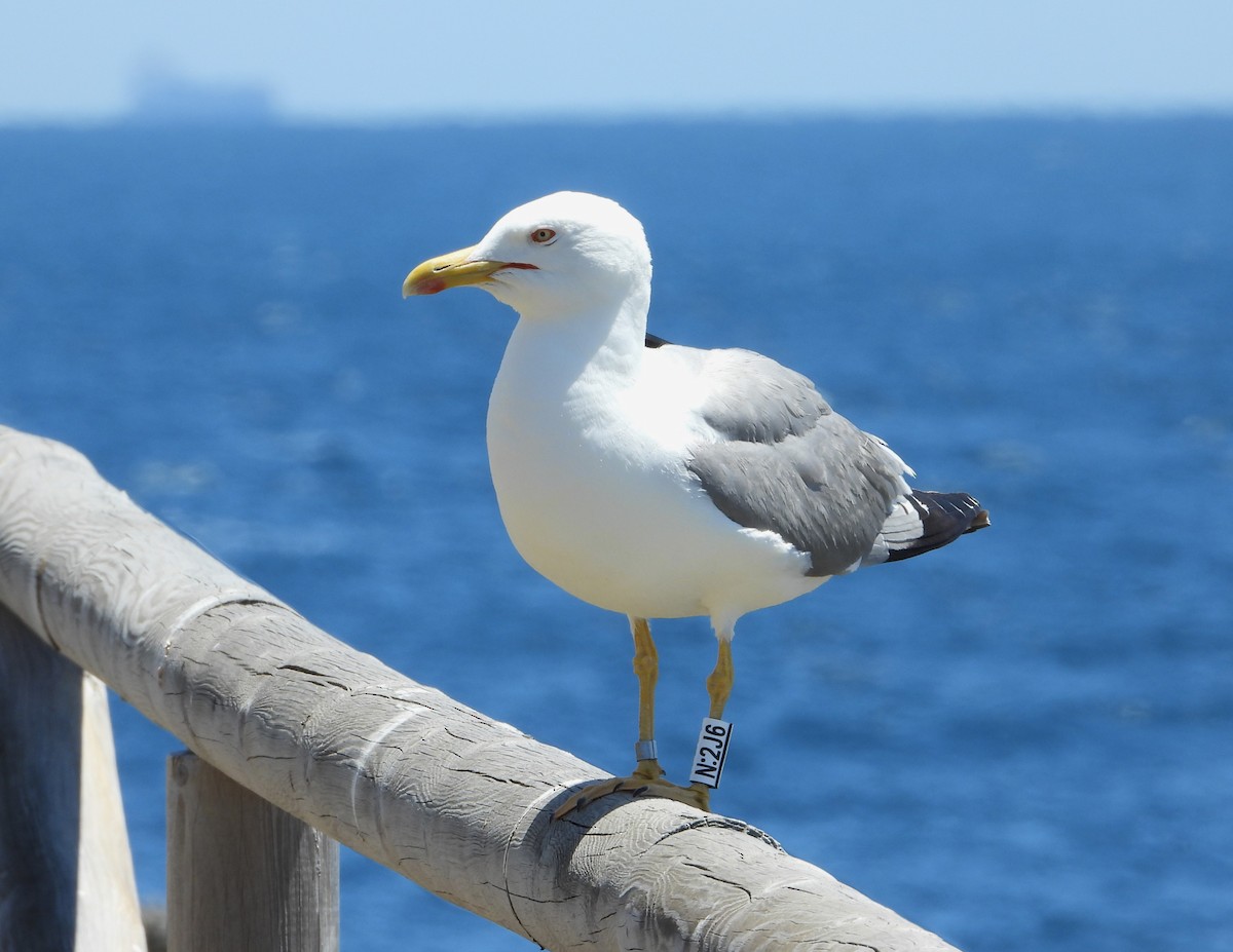 Yellow-legged Gull - Antonio-Román Muñoz