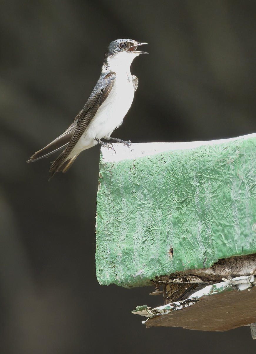 Mangrove Swallow - Carol Hippenmeyer