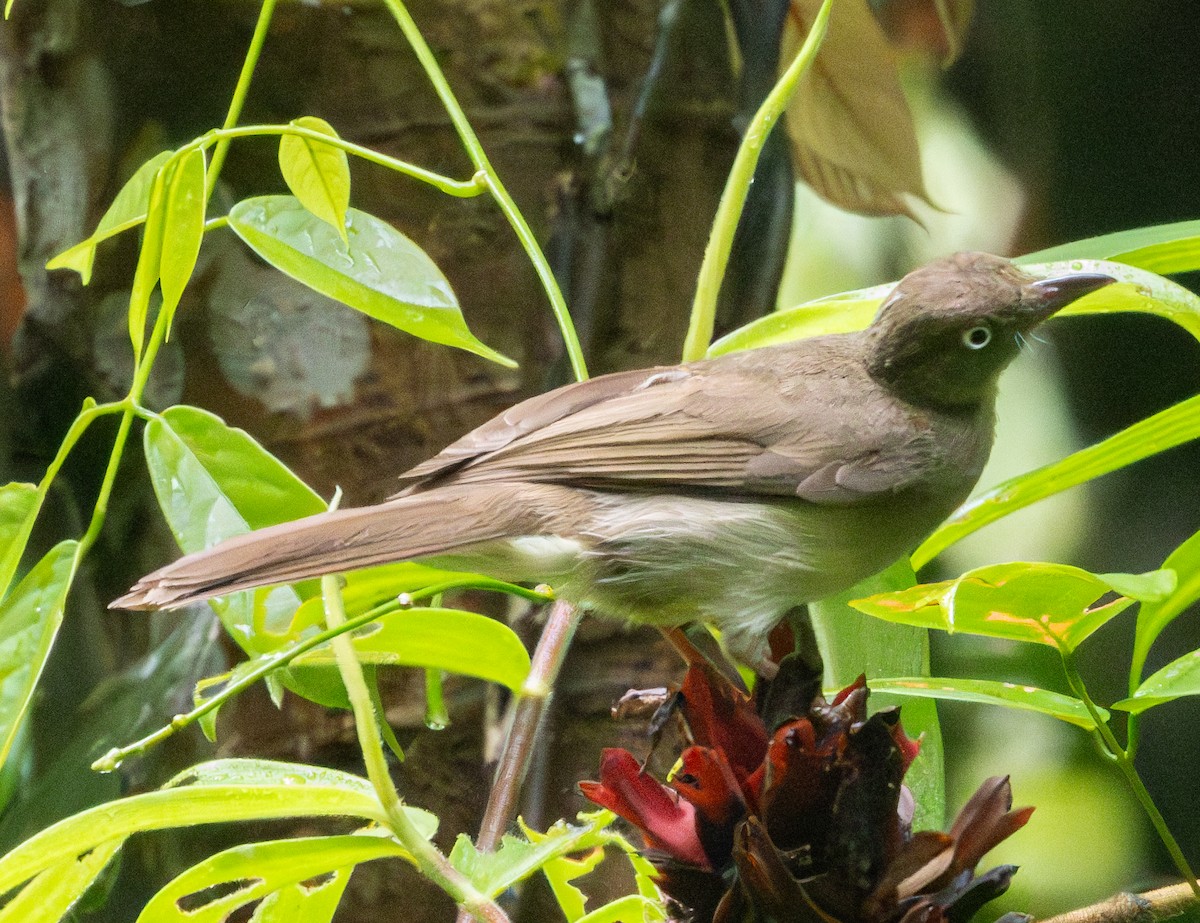 Cream-vented Bulbul - Soo sing Loke