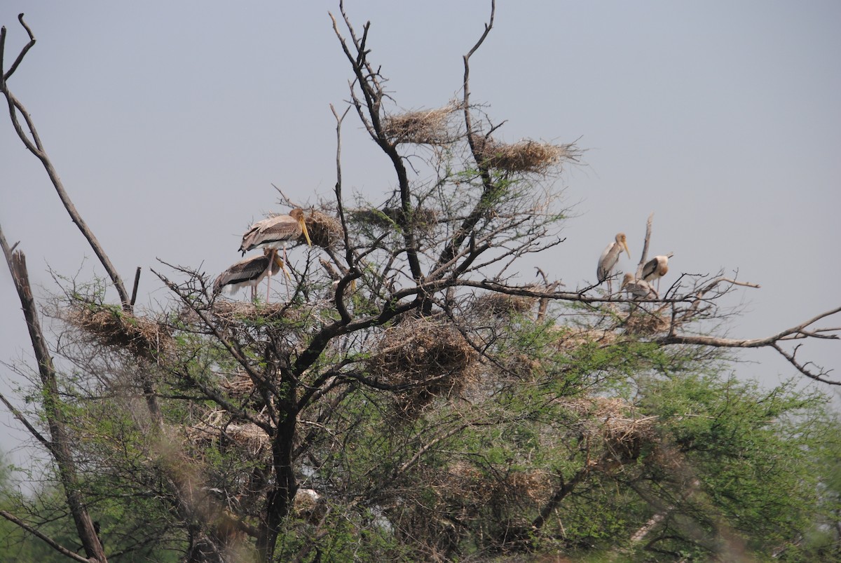 Painted Stork - Alyssa DeRubeis