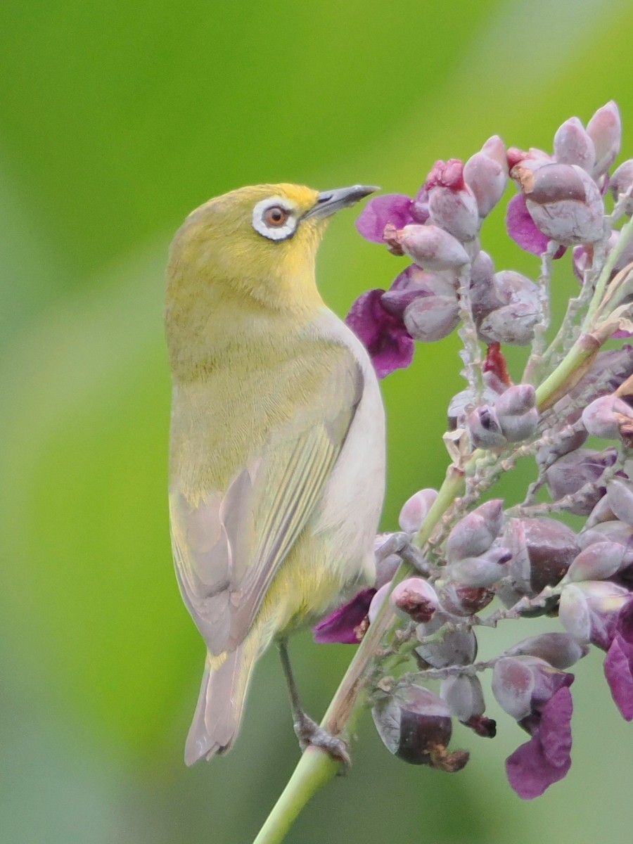 Swinhoe's White-eye - Charles Lam