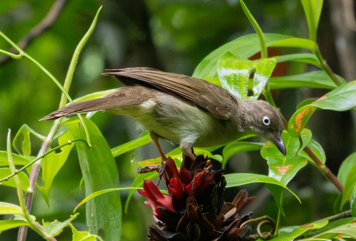 Cream-vented Bulbul - Soo sing Loke