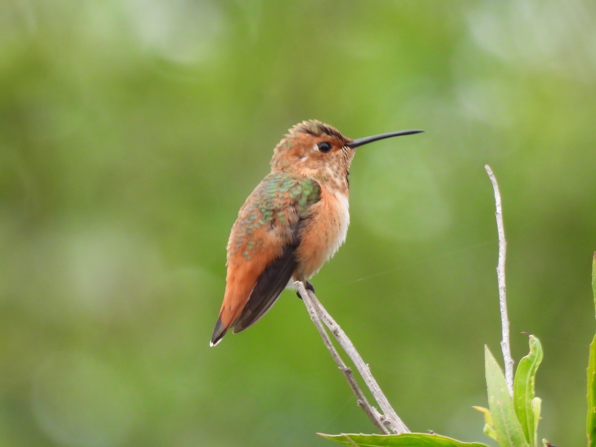 Allen's Hummingbird - Zac Denning