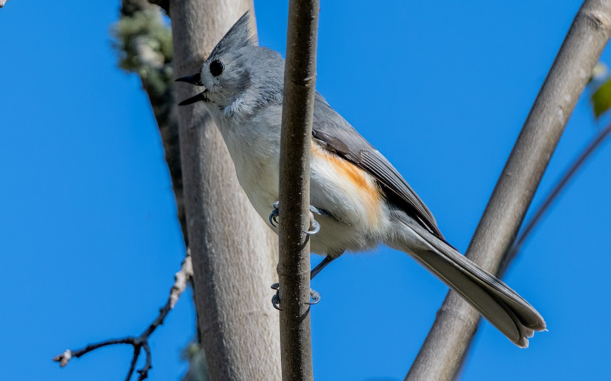 Tufted Titmouse - ML619415739