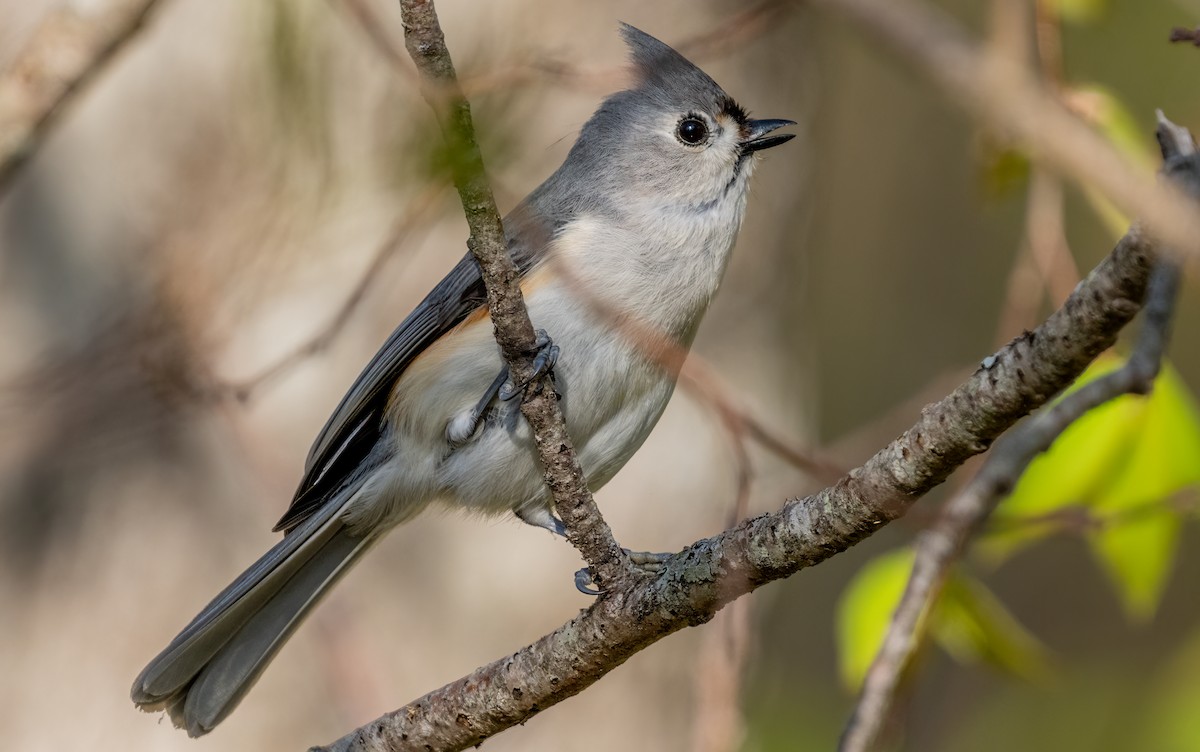 Tufted Titmouse - Jim Carroll