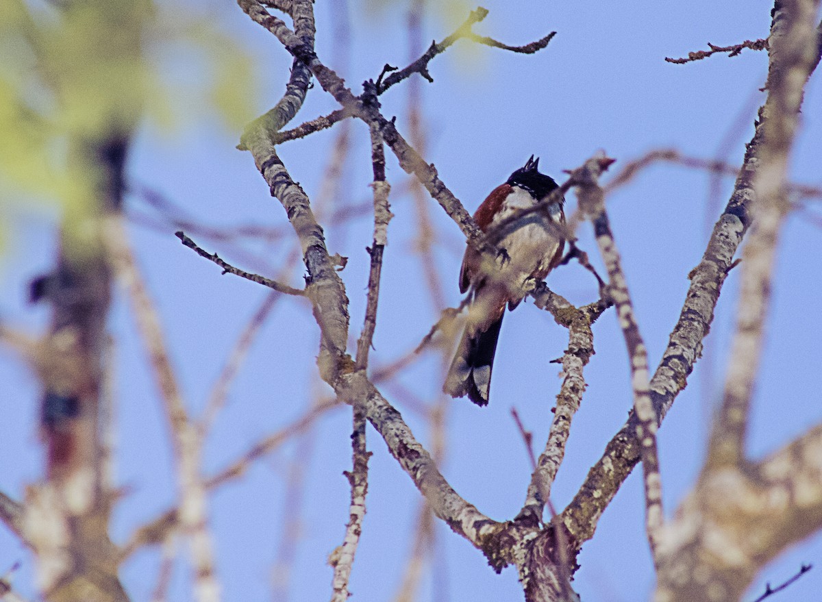 Spotted Towhee - Greg kerluke