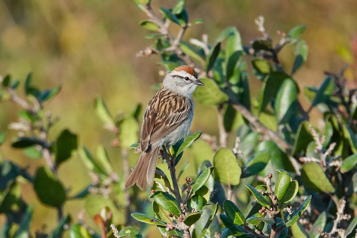Chipping Sparrow - ML619415747