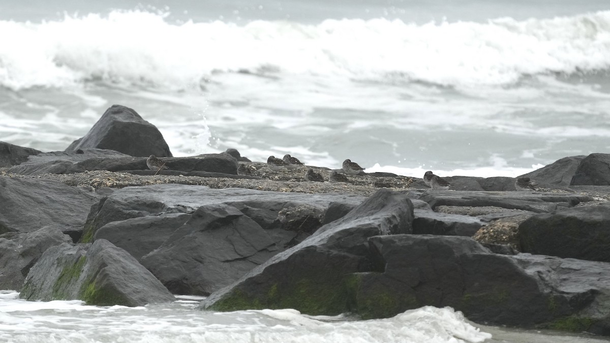 Purple Sandpiper - Sunil Thirkannad