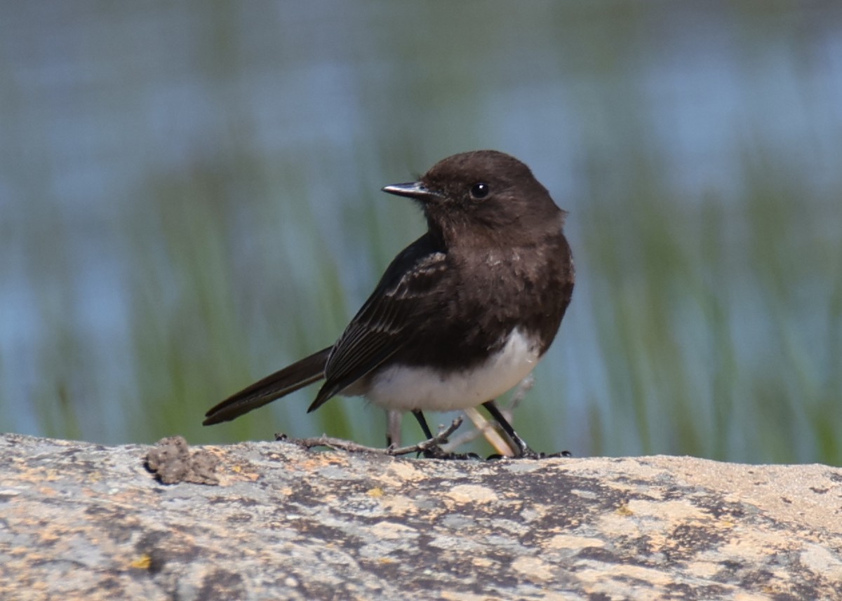 Black Phoebe - Linda Dalton