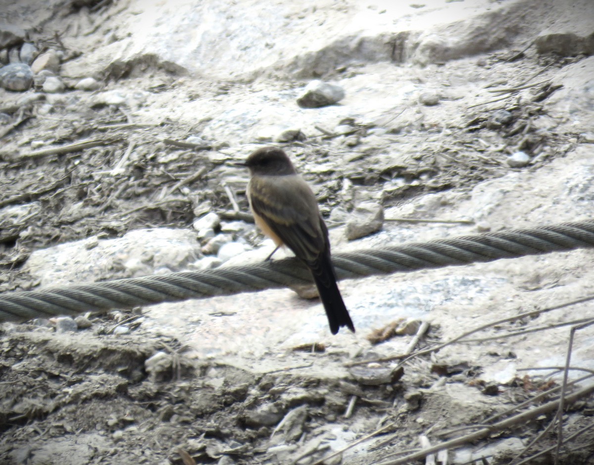 Say's Phoebe - Michael Long