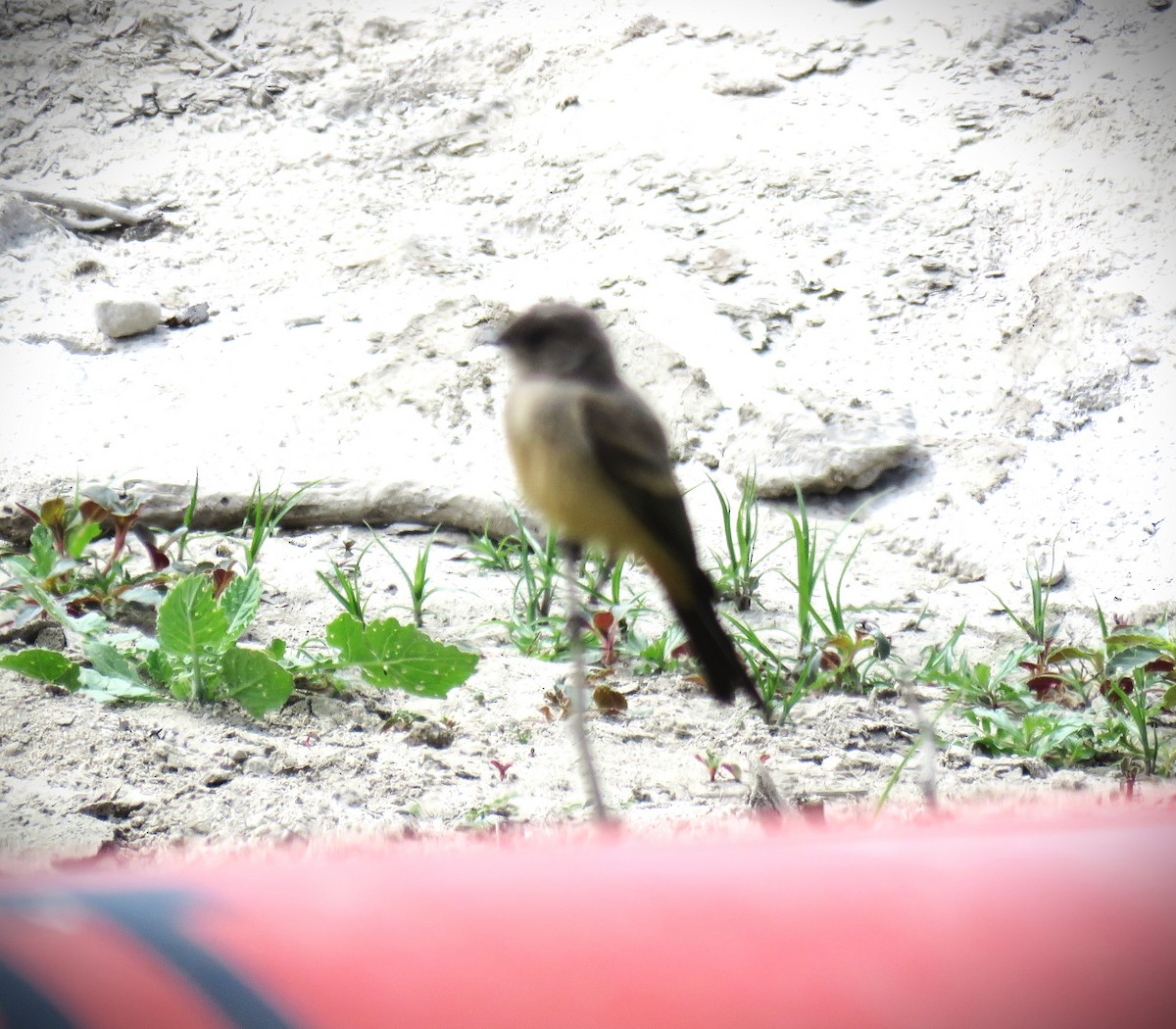 Say's Phoebe - Michael Long