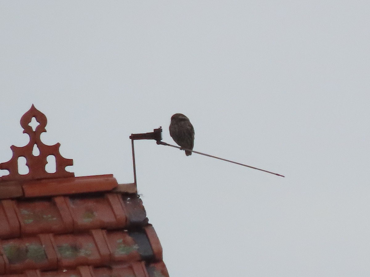 Little Owl - Clemente Álvarez Usategui